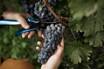 Eceabat Şarapçılık ve Üzüm Bağları